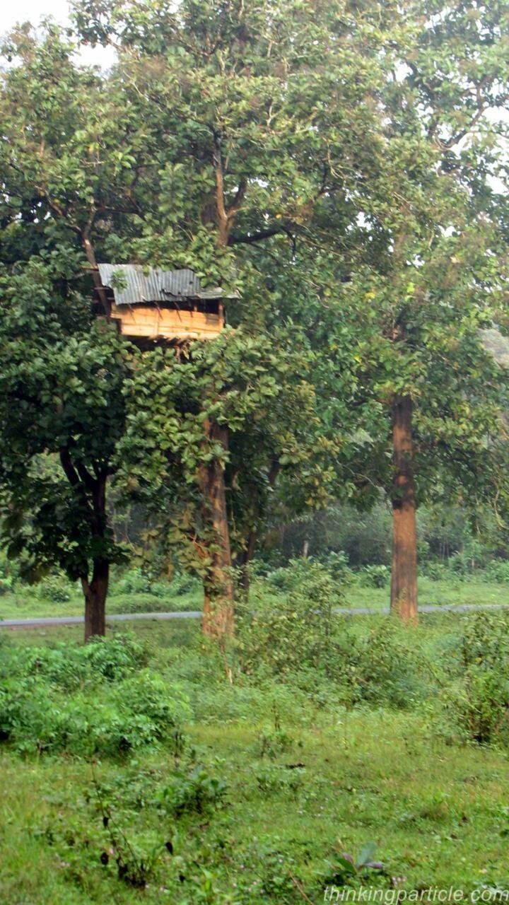 Tree house in Wayanad